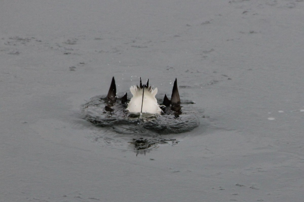 Long-tailed Duck - ML647443801