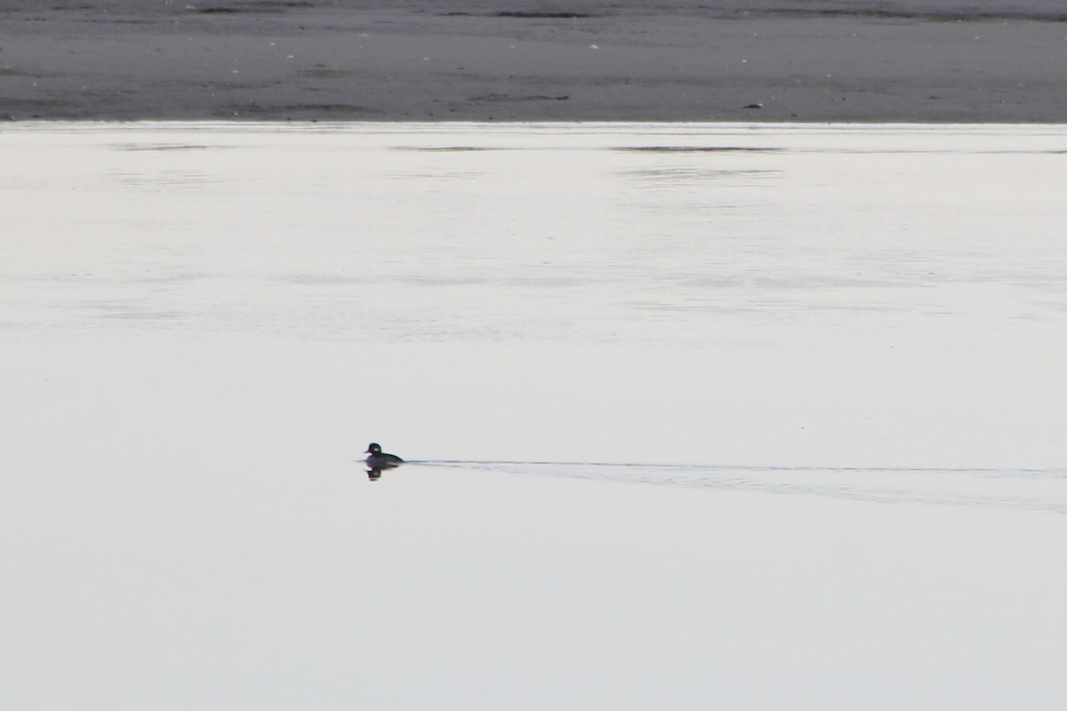 Bufflehead - ML647443806