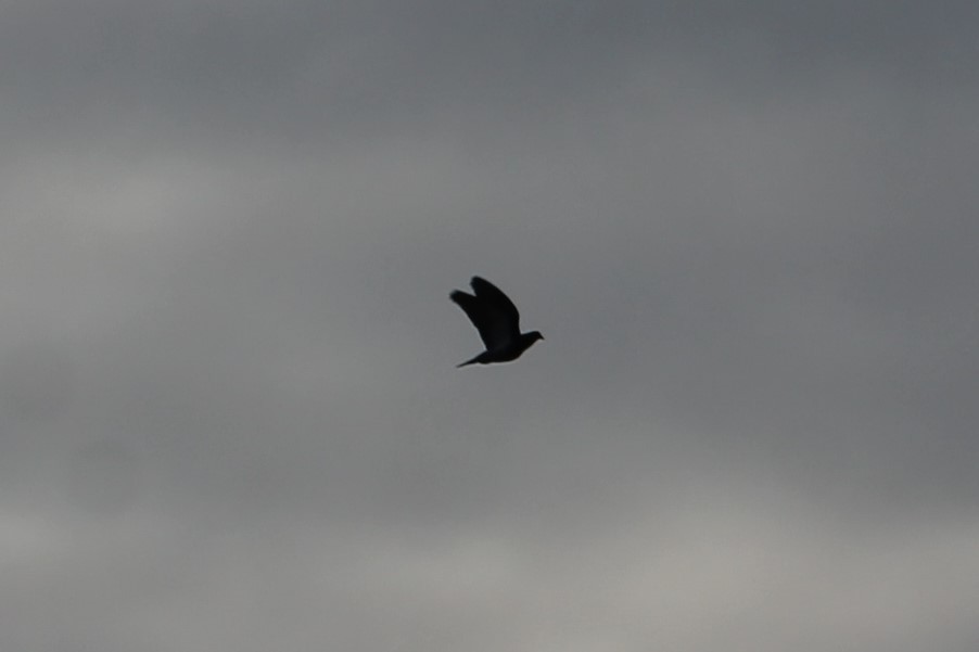 Rock Pigeon (Feral Pigeon) - ML647443813