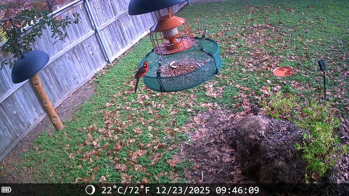 rødkardinal - ML647443814