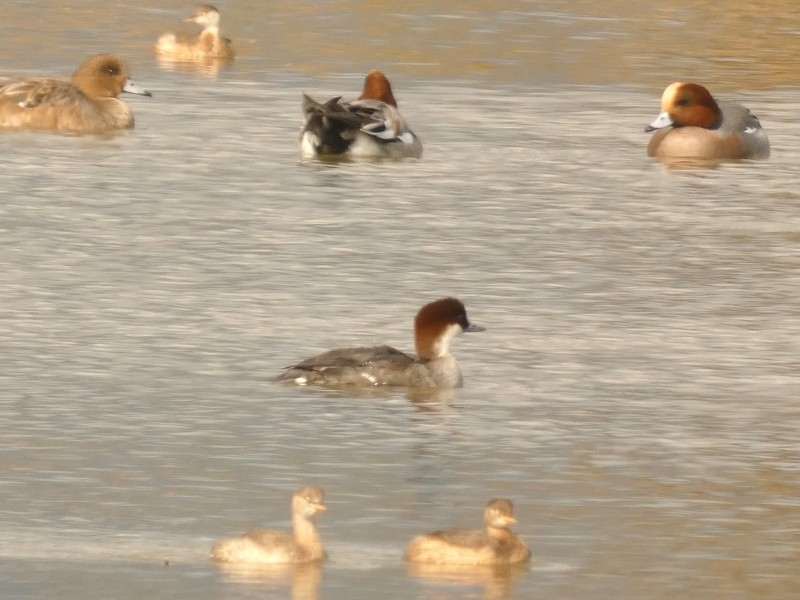 lappfiskand - ML647443820