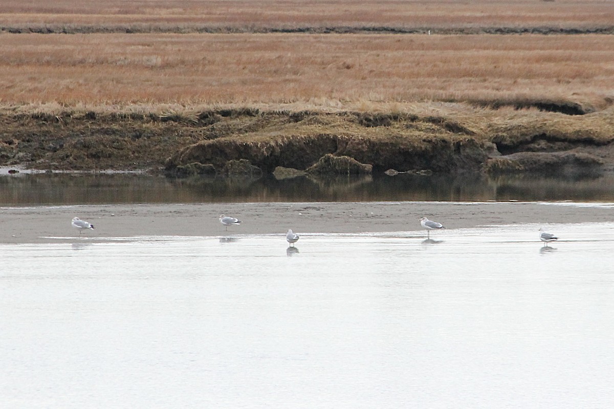 gull sp. - ML647443822