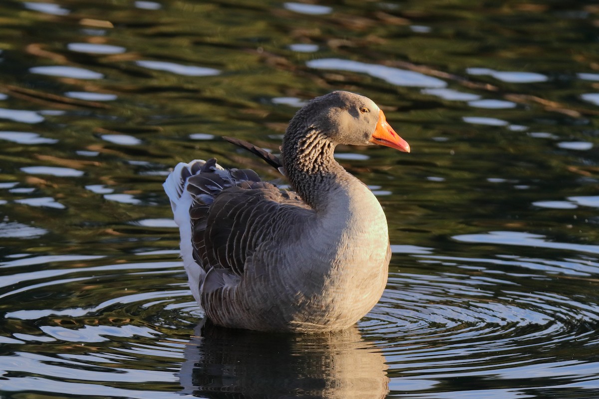 Boz Kaz (evcil tip) - ML647443824