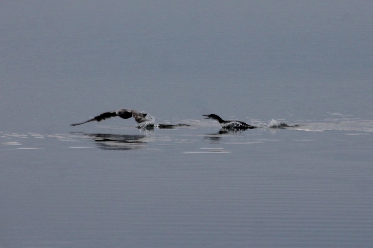 Common Loon - ML647443826