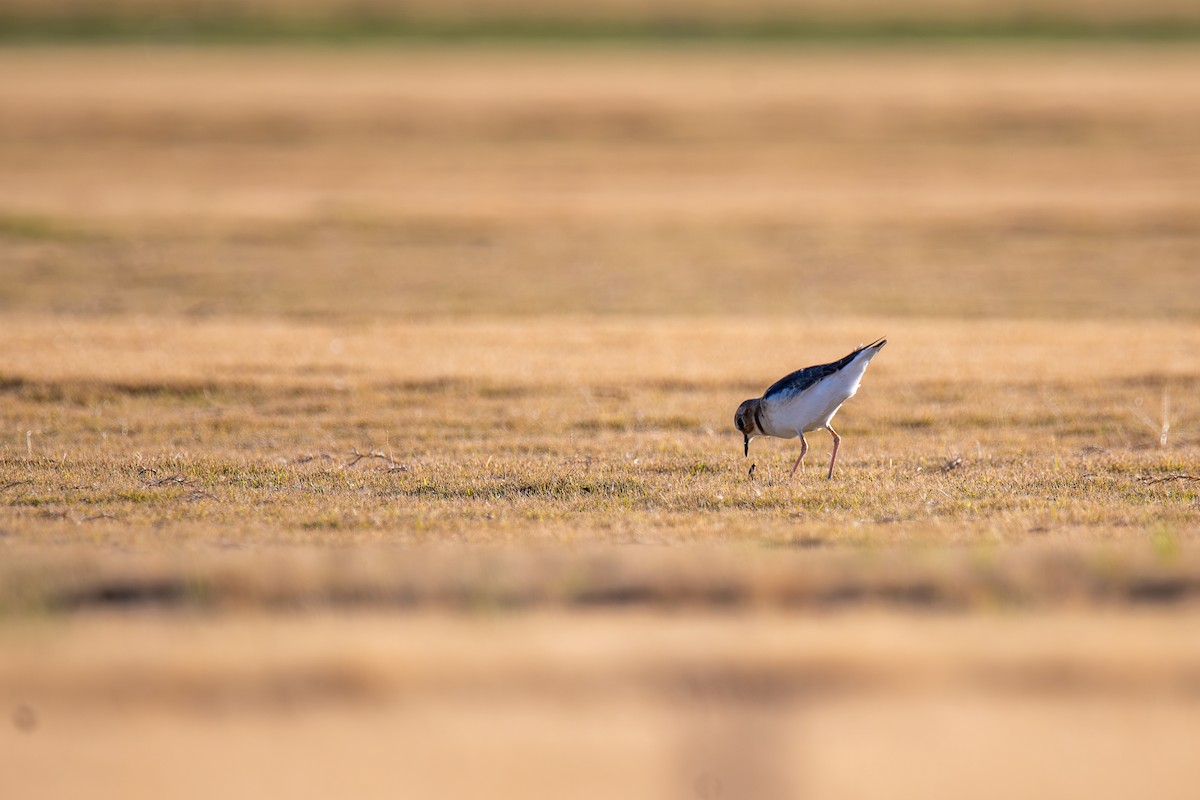 prærielo - ML647443829