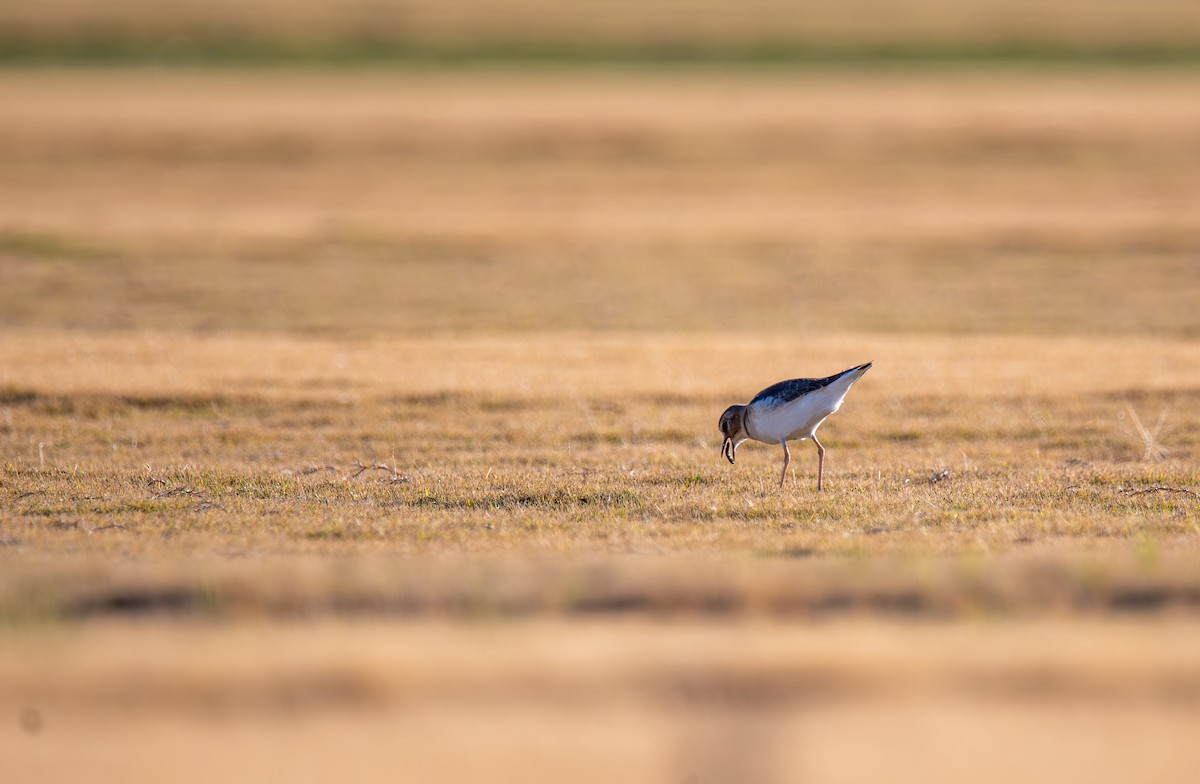 prærielo - ML647443830