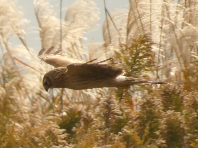 myrhauk - ML647443831