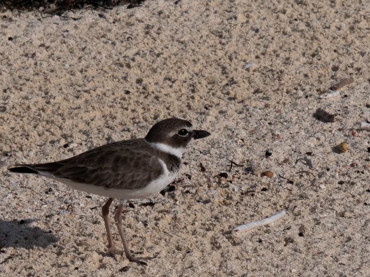 ウィルソンチドリ - ML647443832