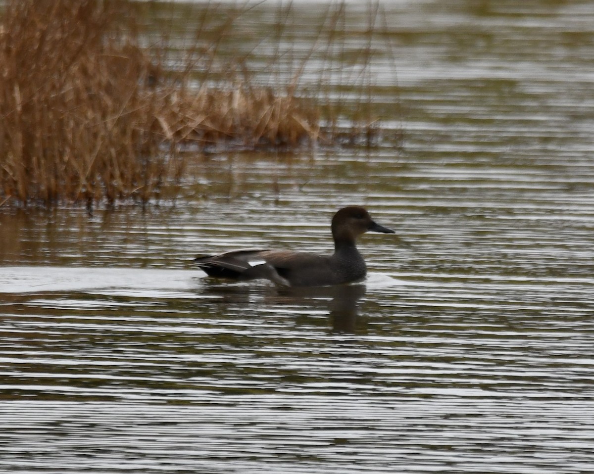 Canard chipeau - ML647443834