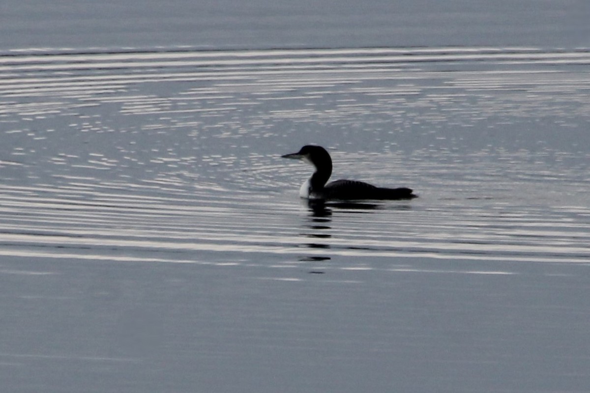 Common Loon - ML647443836
