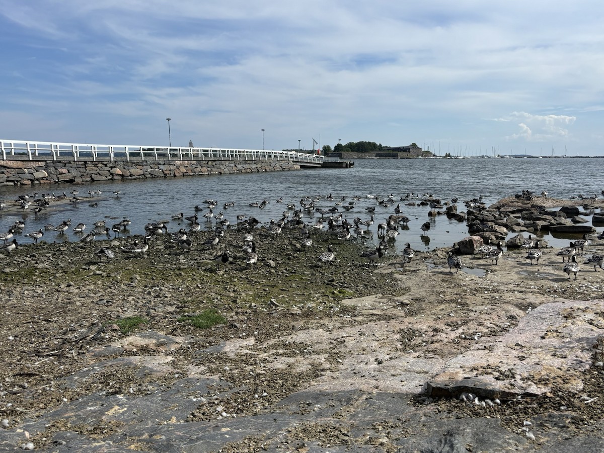 Barnacle Goose - ML647443837