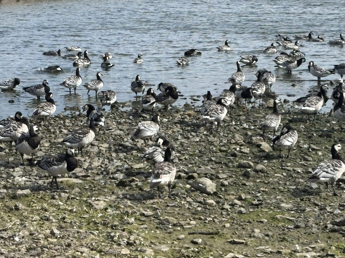 Barnacle Goose - ML647443838