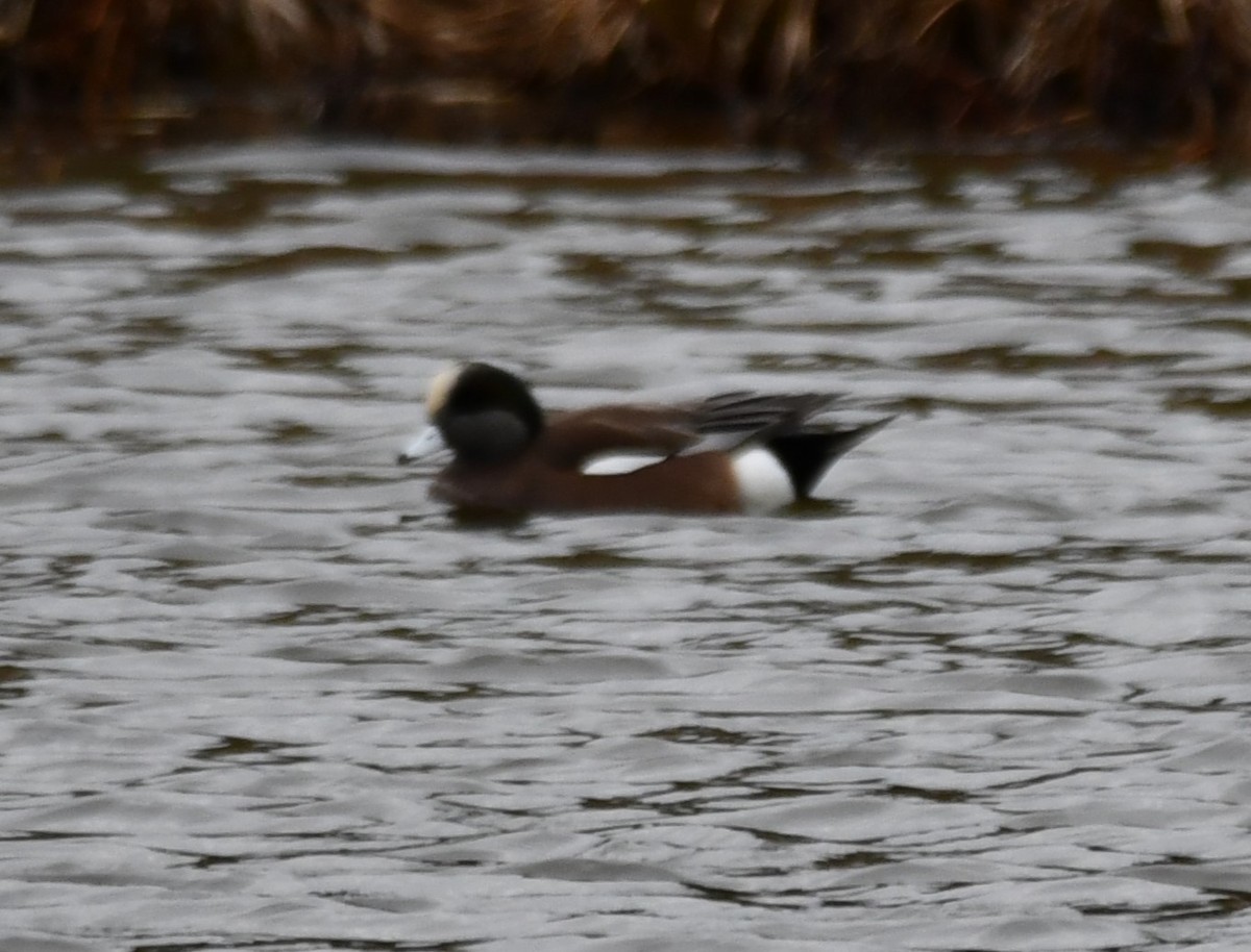 Canard d'Amérique - ML647443841