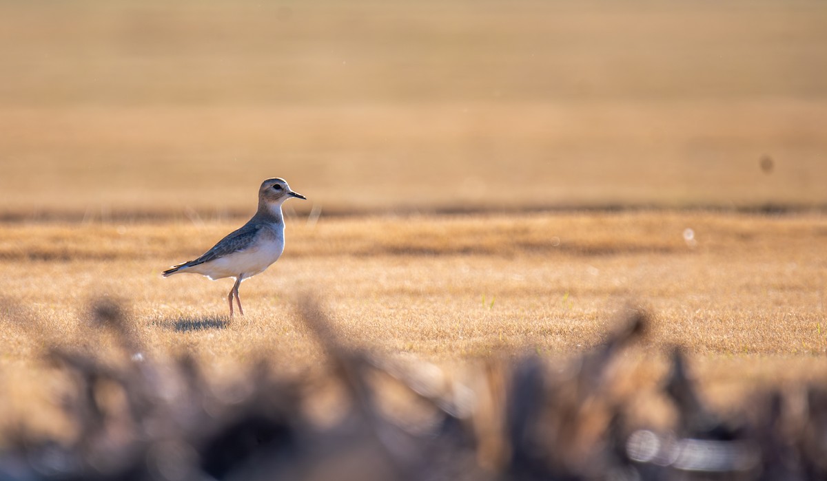 prærielo - ML647443844