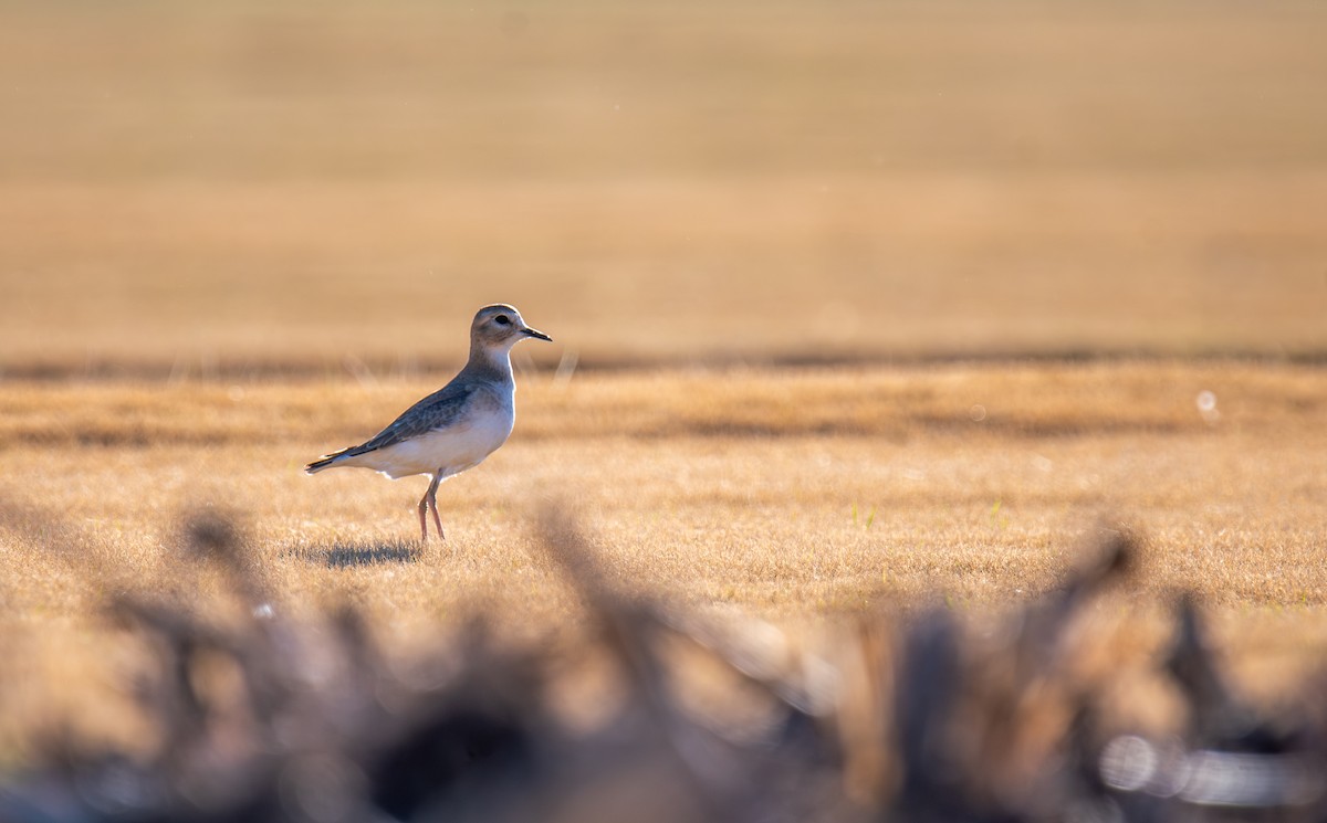 prærielo - ML647443845