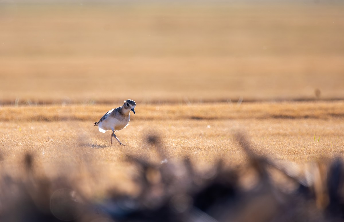 prærielo - ML647443846