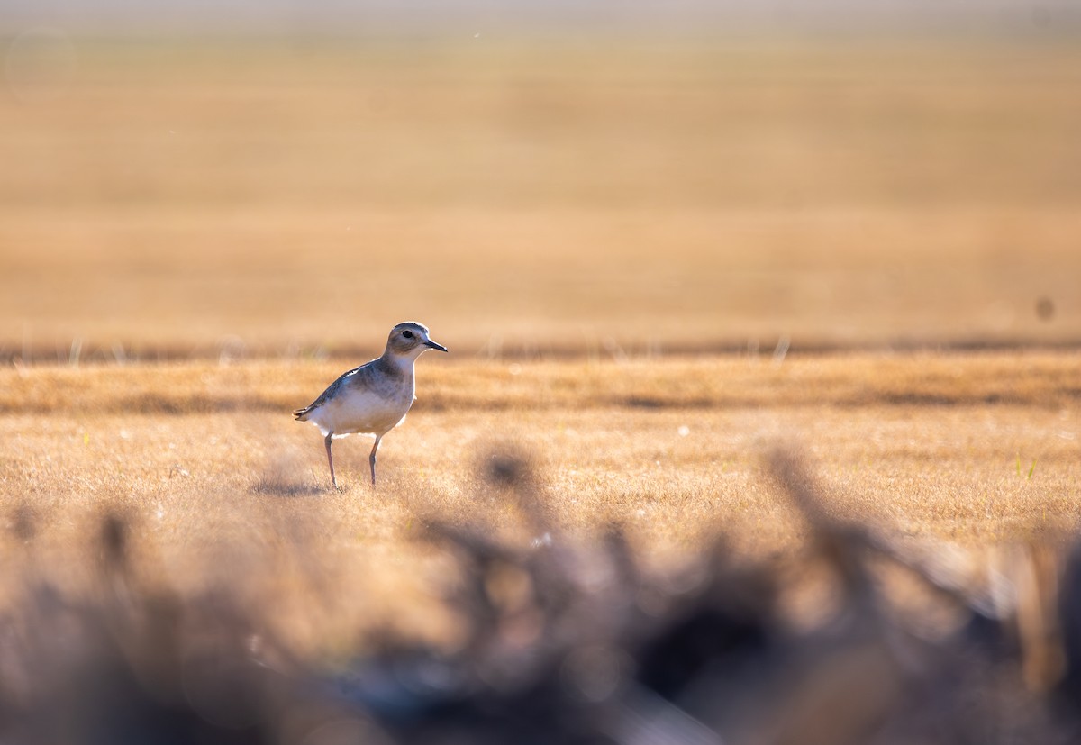 prærielo - ML647443847