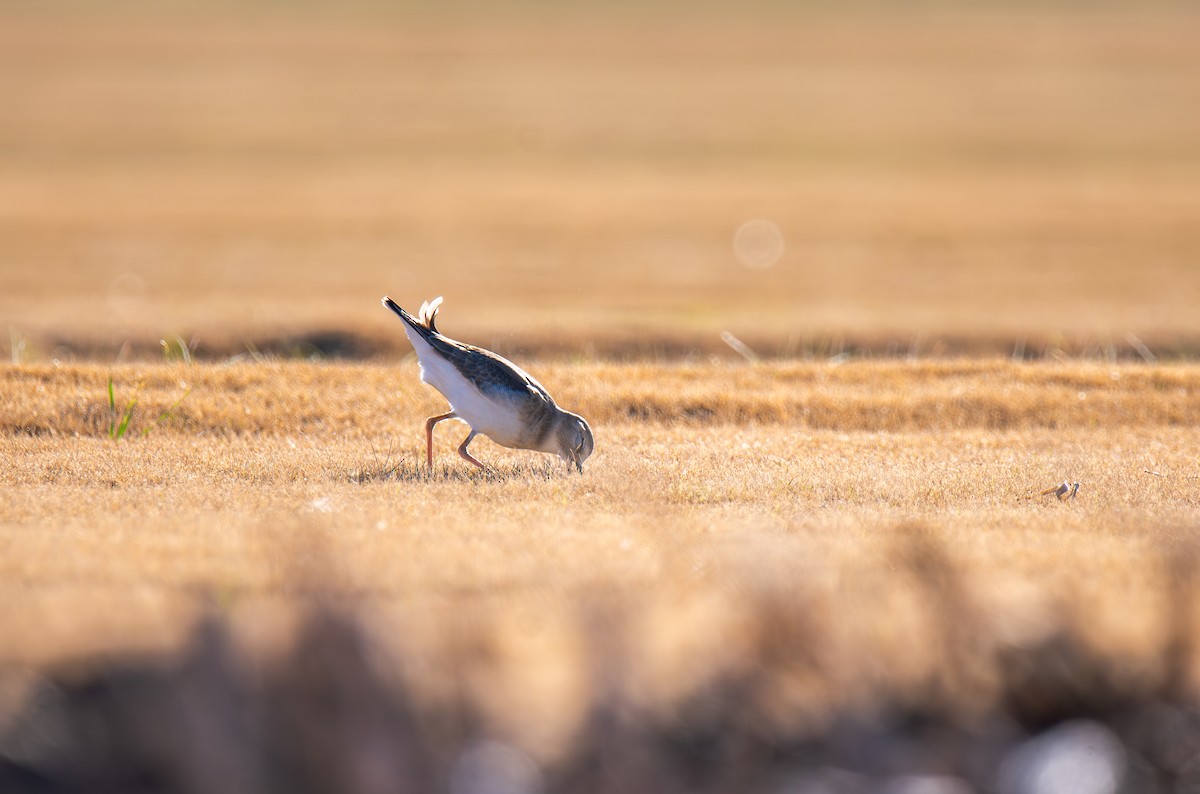 prærielo - ML647443848