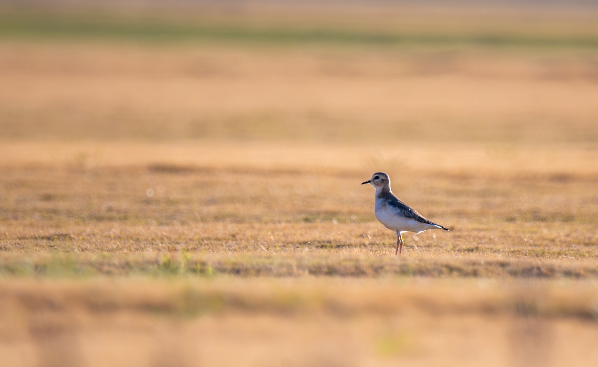 prærielo - ML647443849