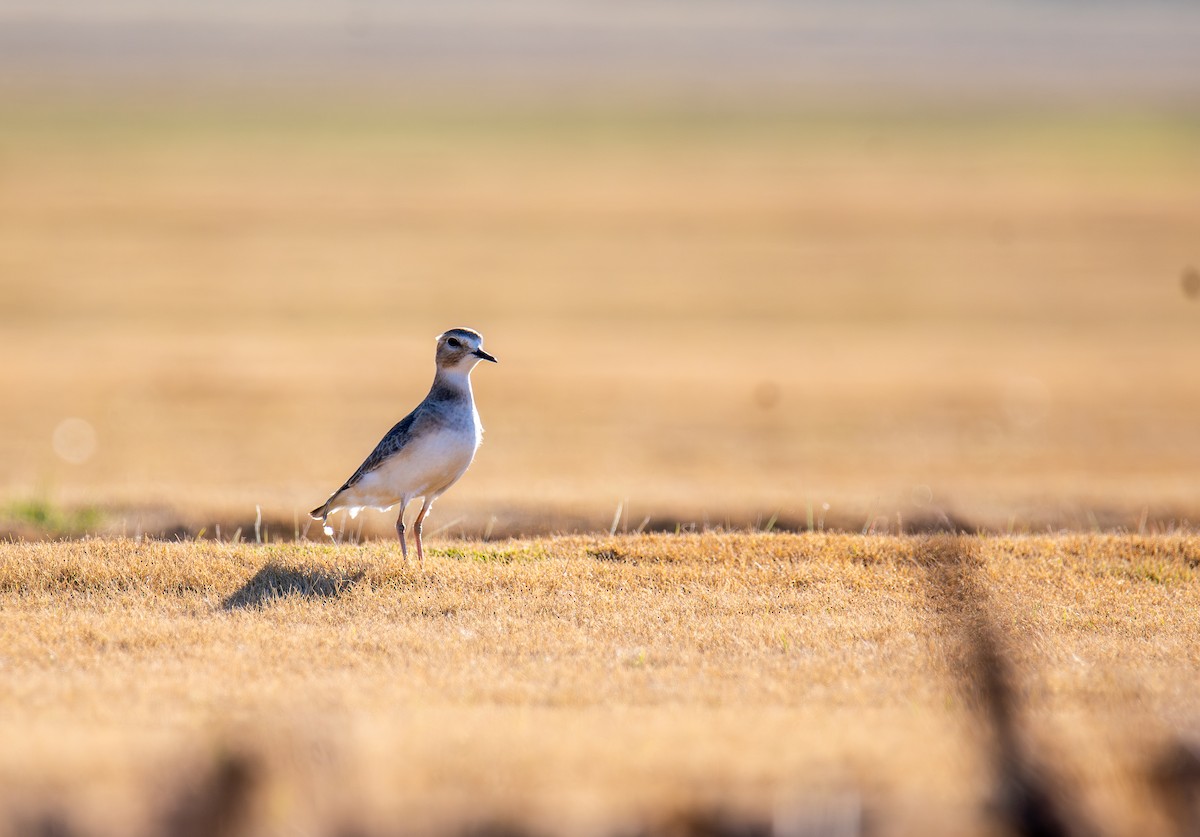 prærielo - ML647443850