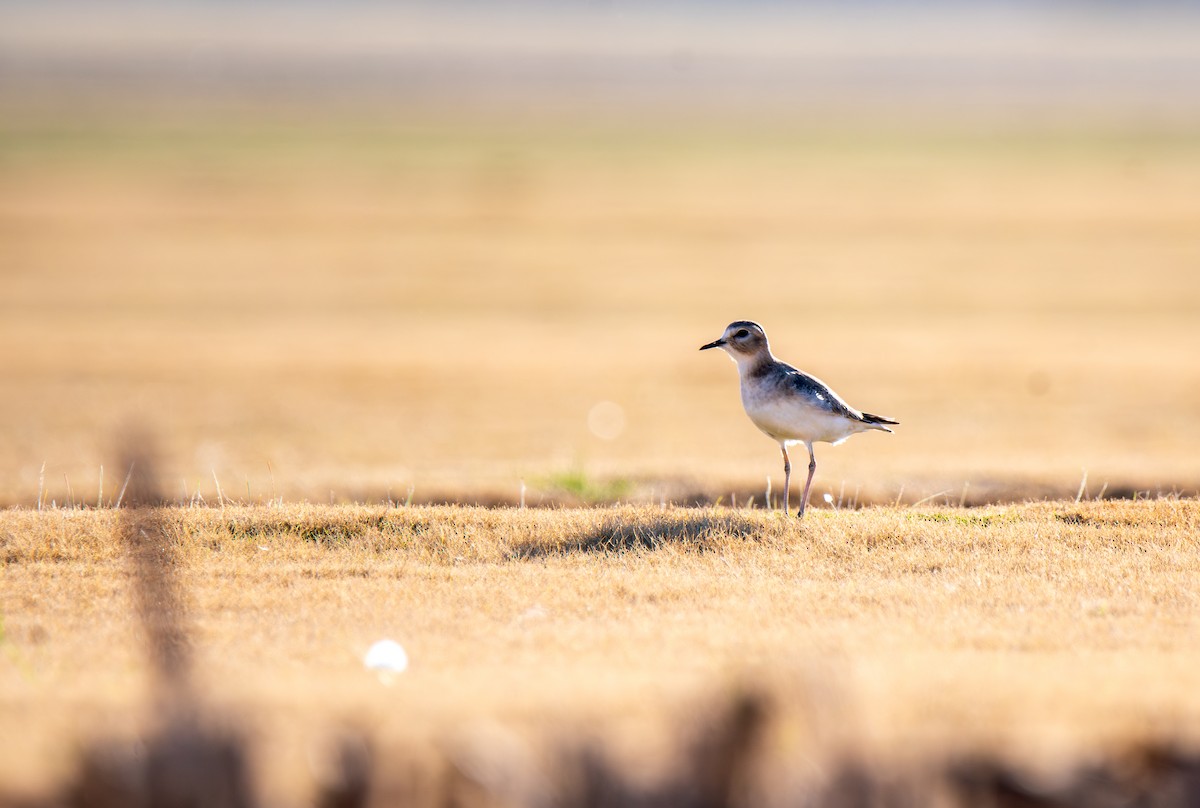 prærielo - ML647443852