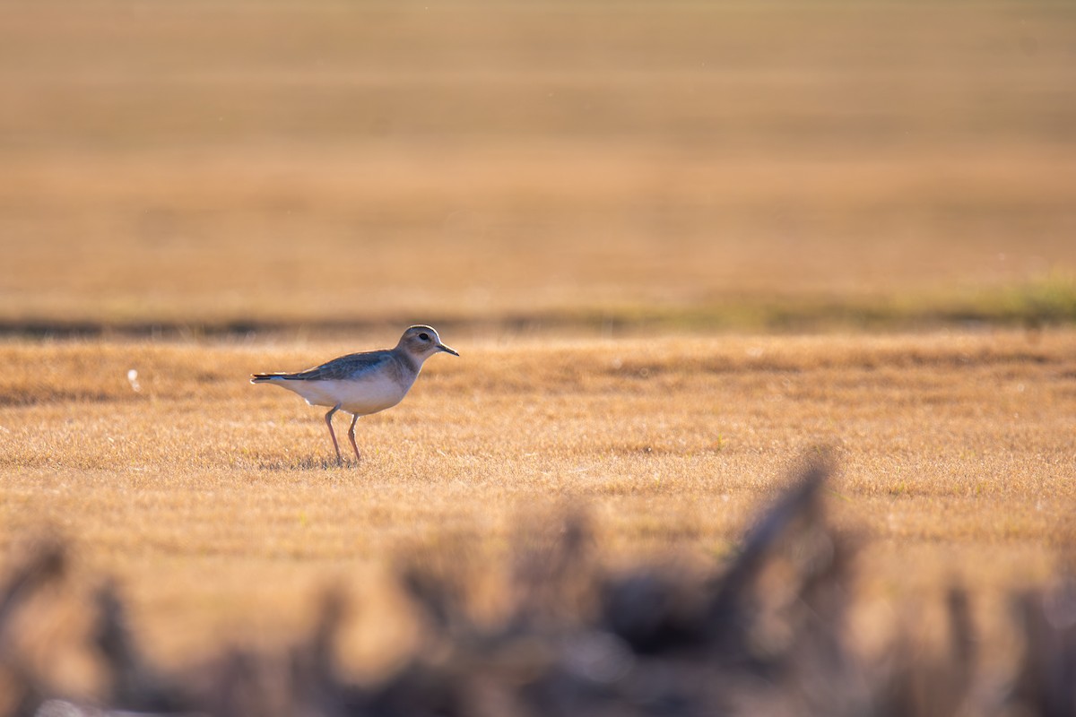 prærielo - ML647443853