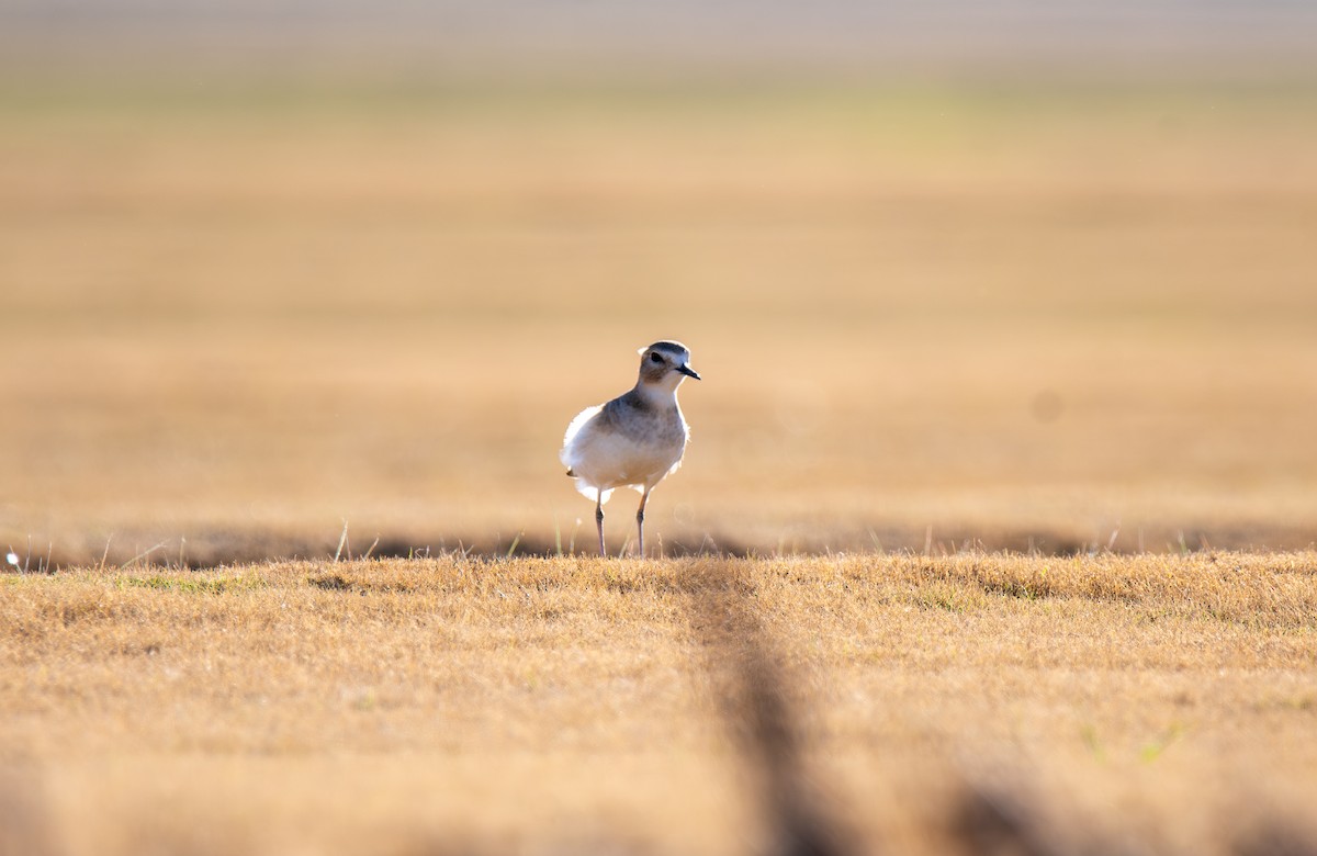 prærielo - ML647443858