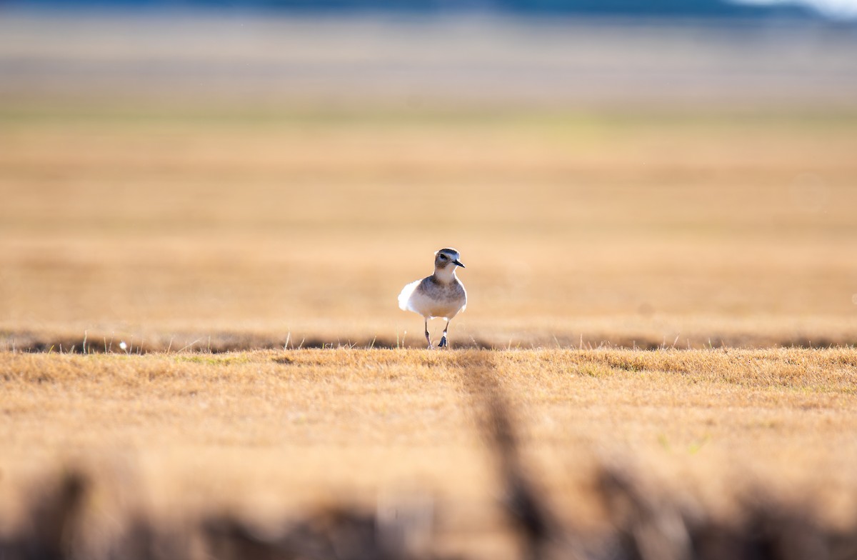 prærielo - ML647443859