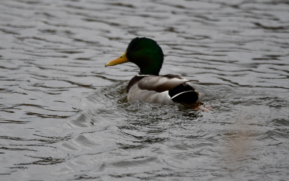 Canard colvert - ML647443860