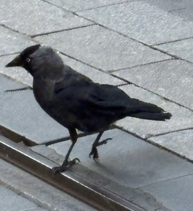 Eurasian Jackdaw - ML647443863