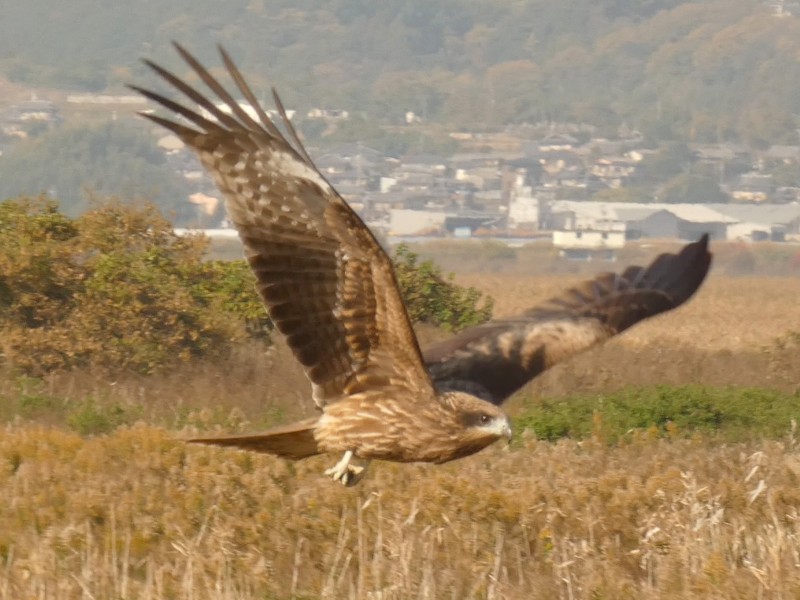 svartglente - ML647443865