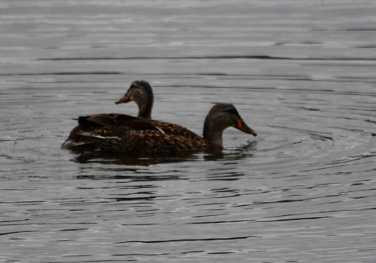 Canard noir - ML647443872