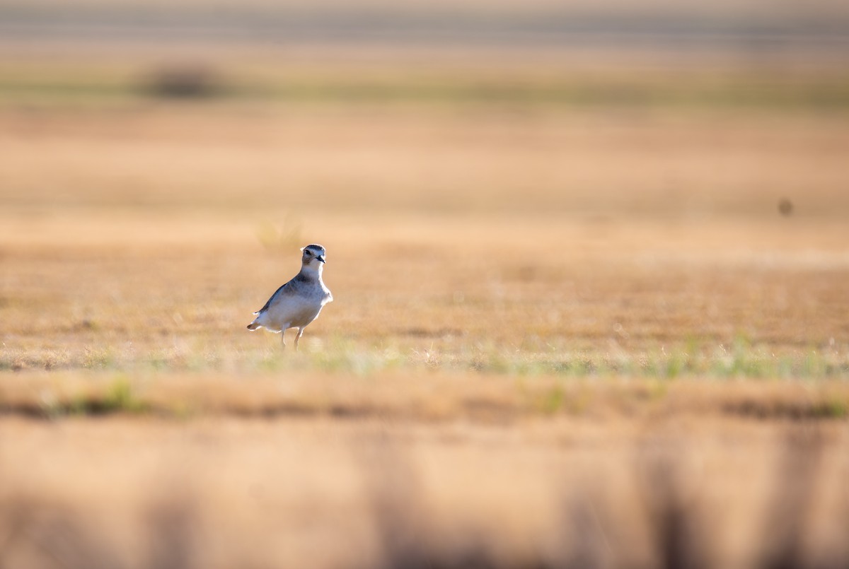 prærielo - ML647443873