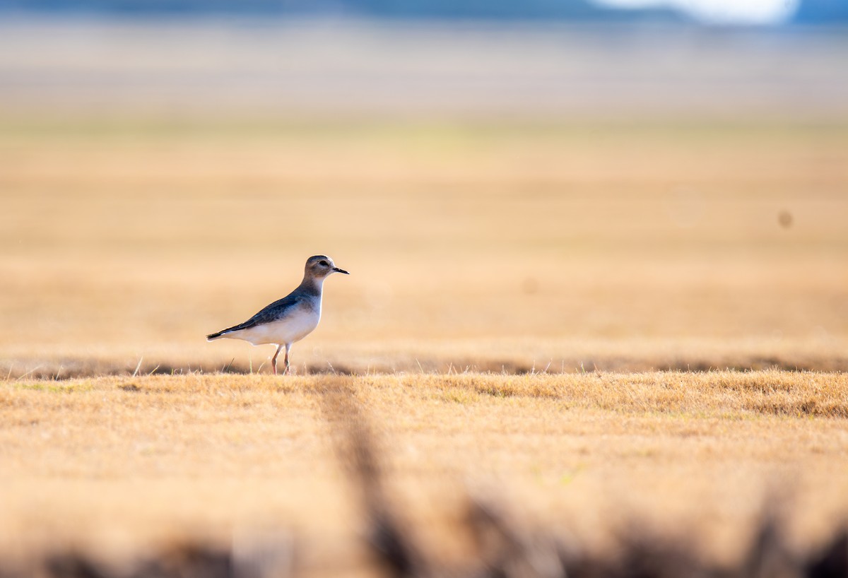 prærielo - ML647443874