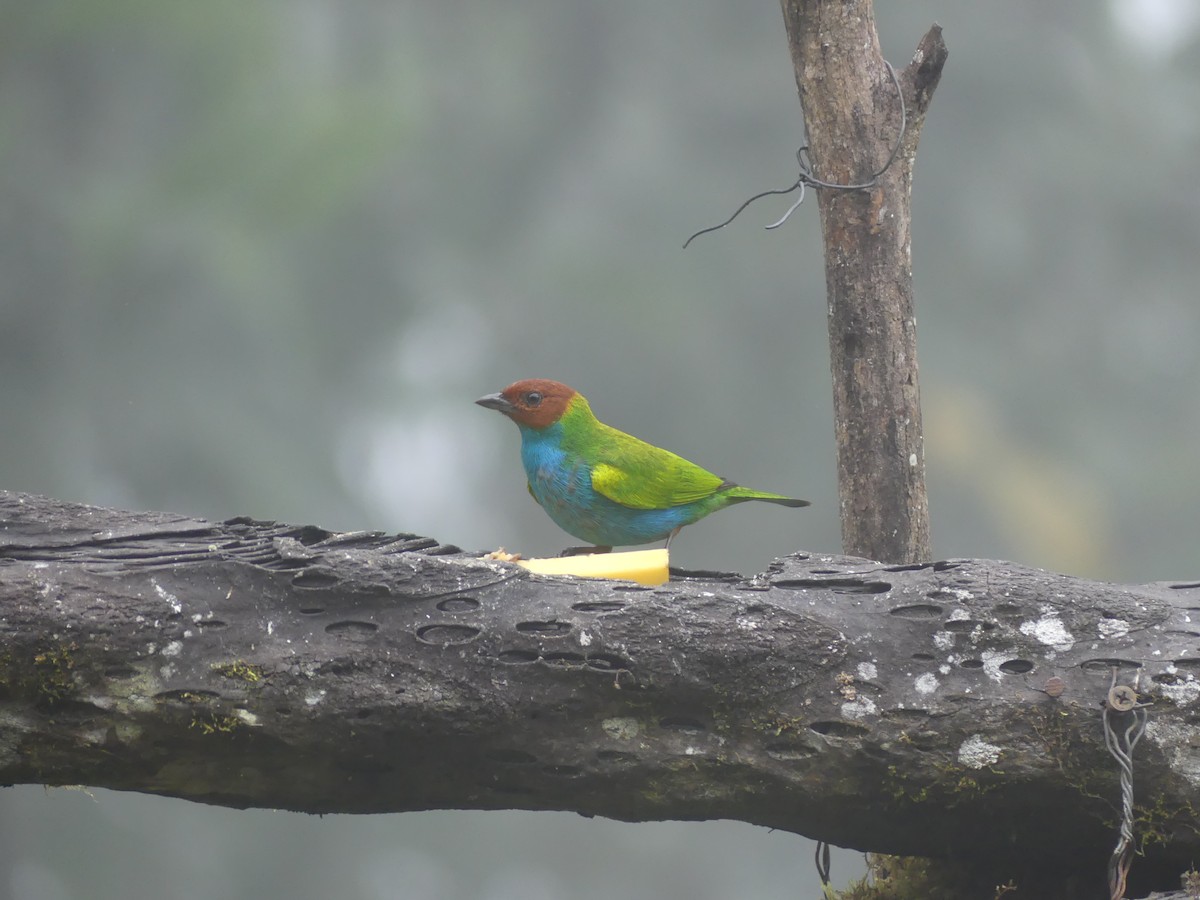 Calliste rouverdin - ML647443876