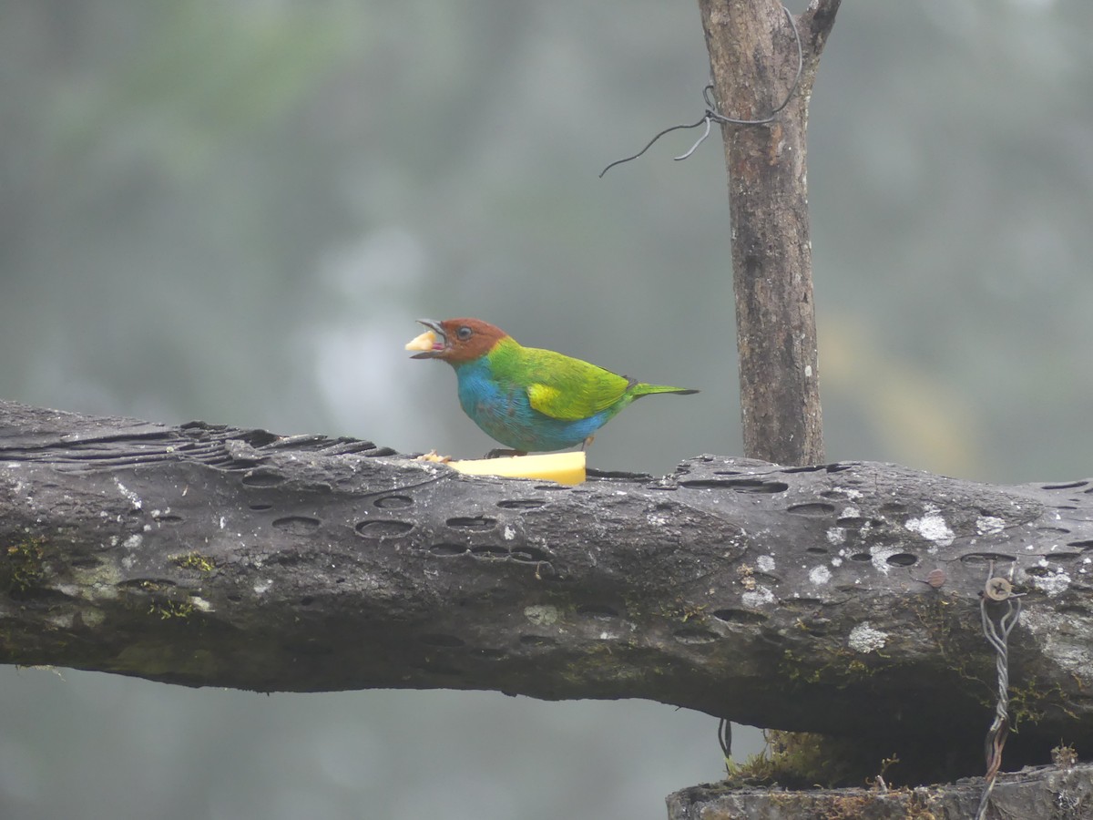 Calliste rouverdin - ML647443877