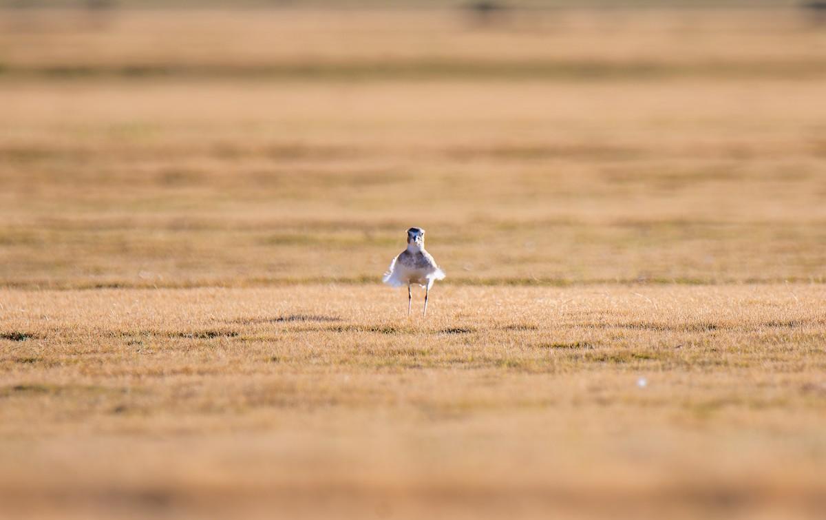 prærielo - ML647443878