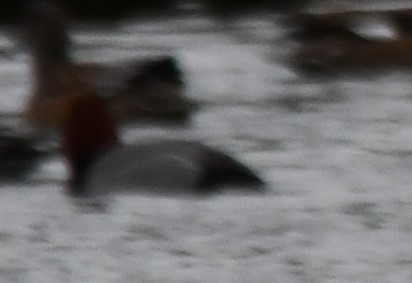 Fuligule à dos blanc - ML647443880