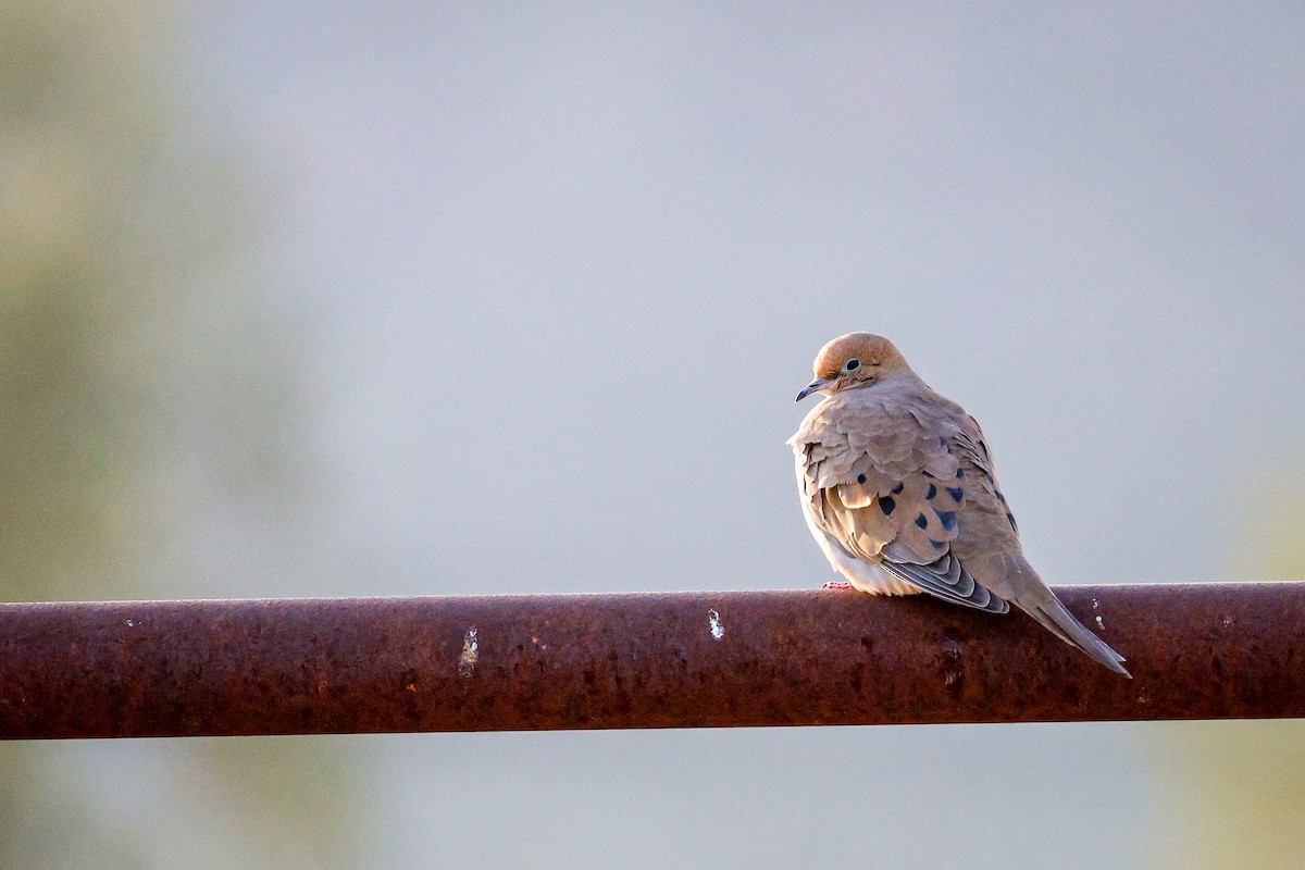 Mourning Dove - ML647443881
