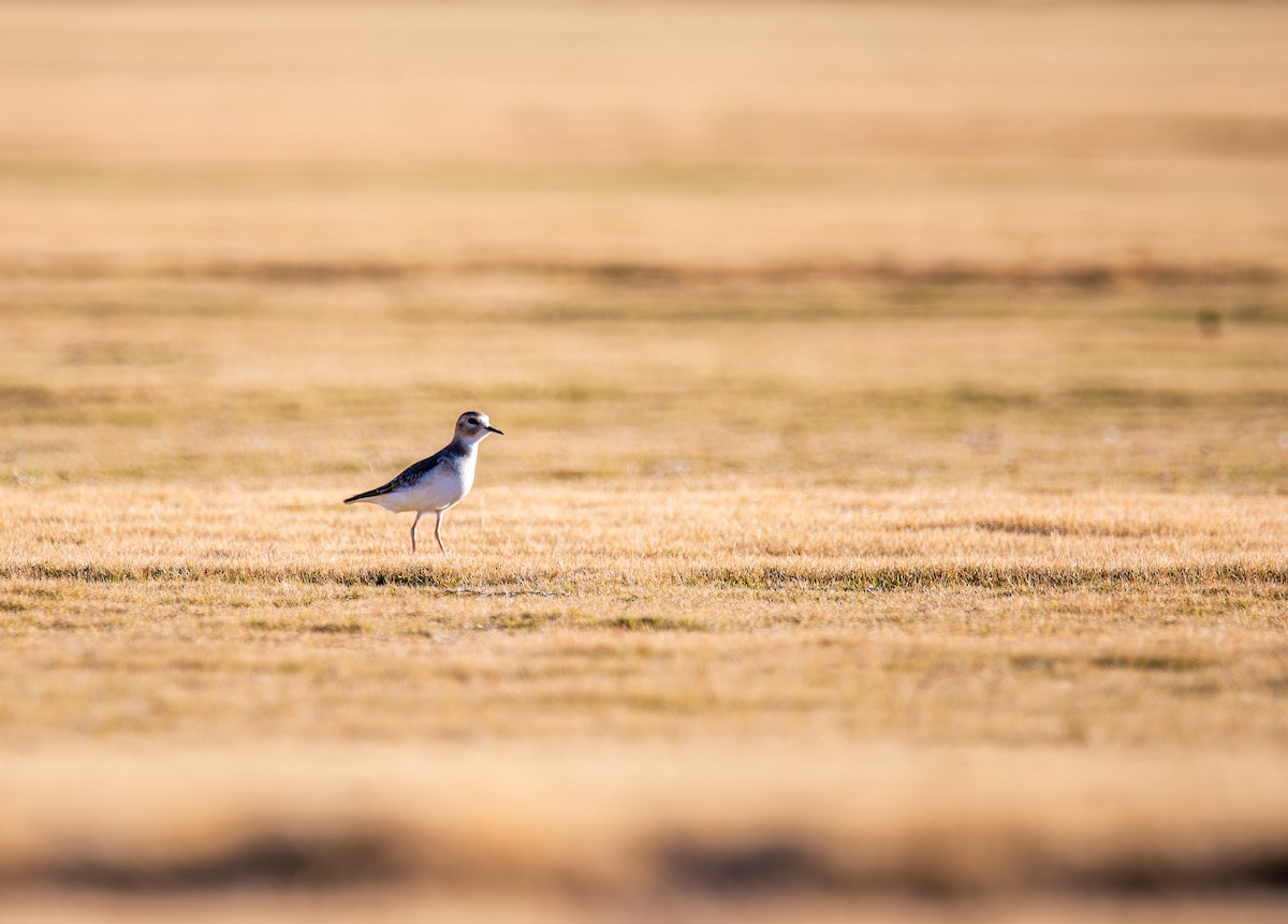 prærielo - ML647443883