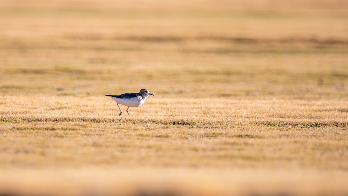 prærielo - ML647443884