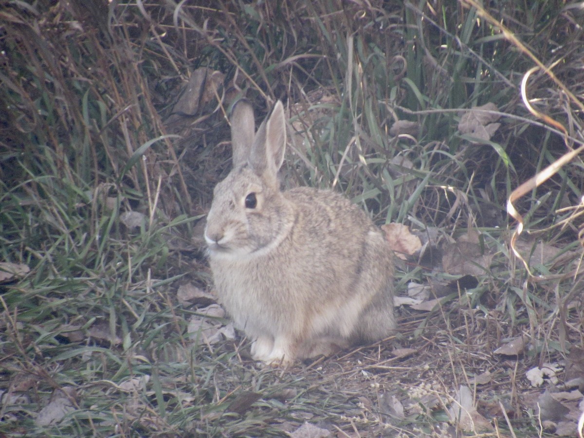 Animals - ML647443885