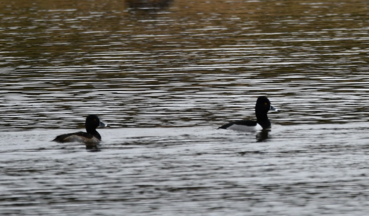 Fuligule à collier - ML647443889