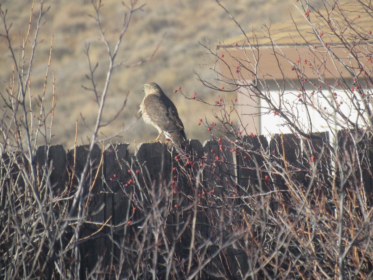 parulahauk - ML647443892