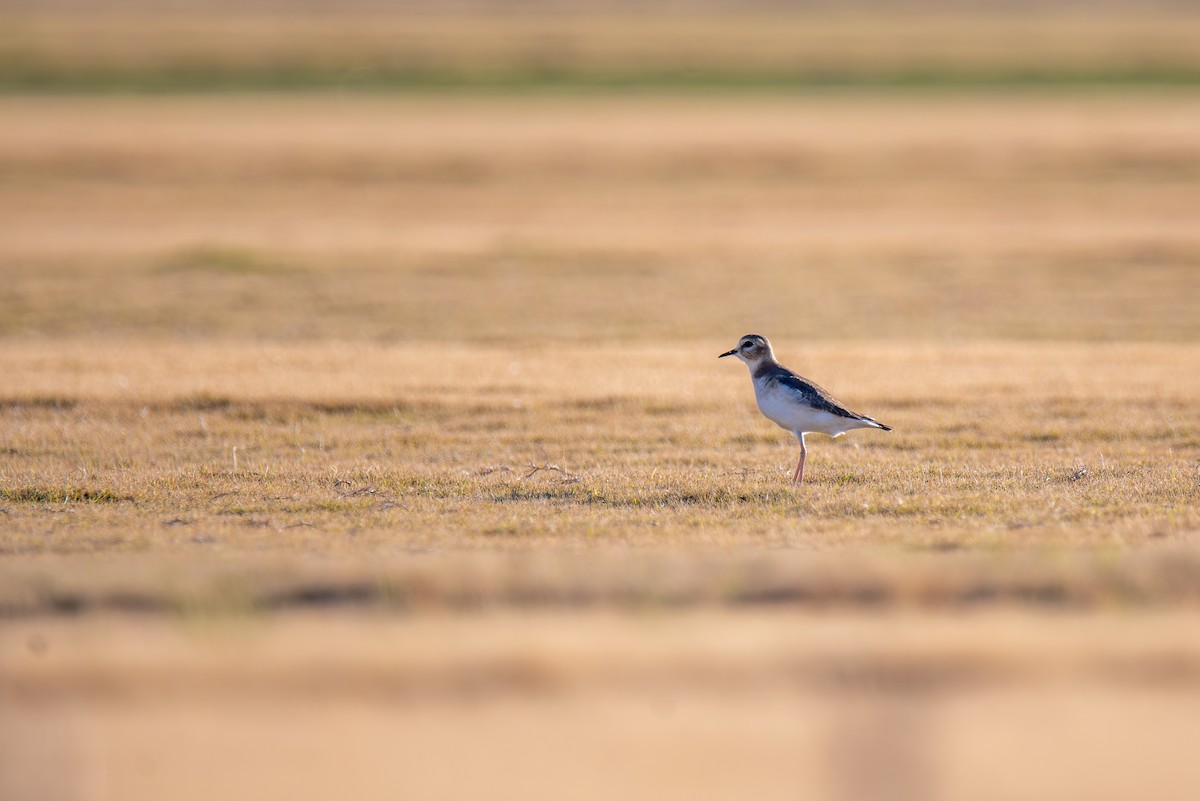 prærielo - ML647443894