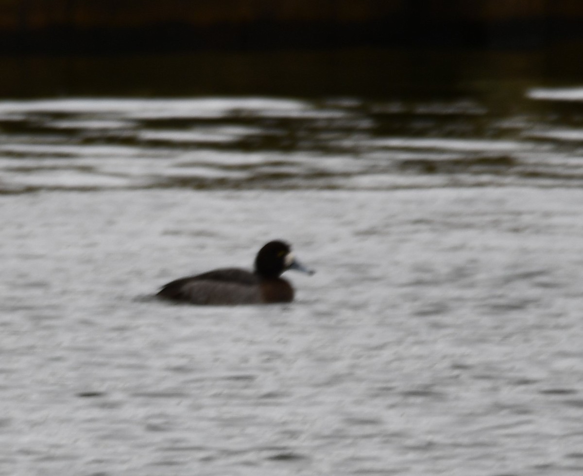 Fuligule milouinan - ML647443895