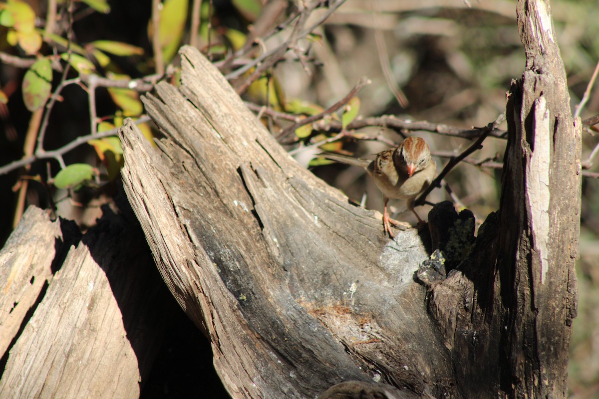 Field Sparrow - ML647443898