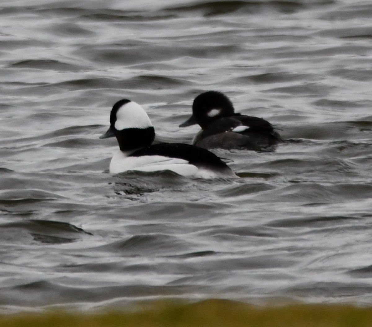 Petit Garrot - ML647443899