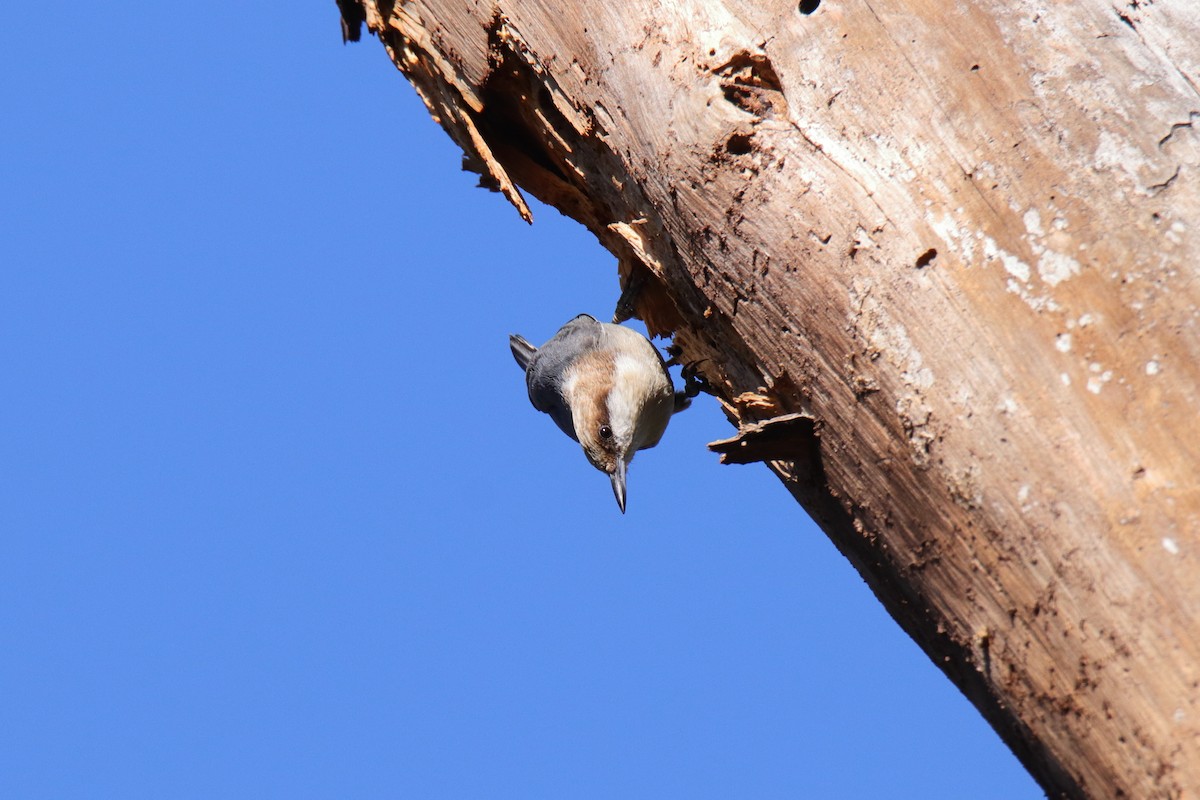 brhlík hnědohlavý - ML647443906