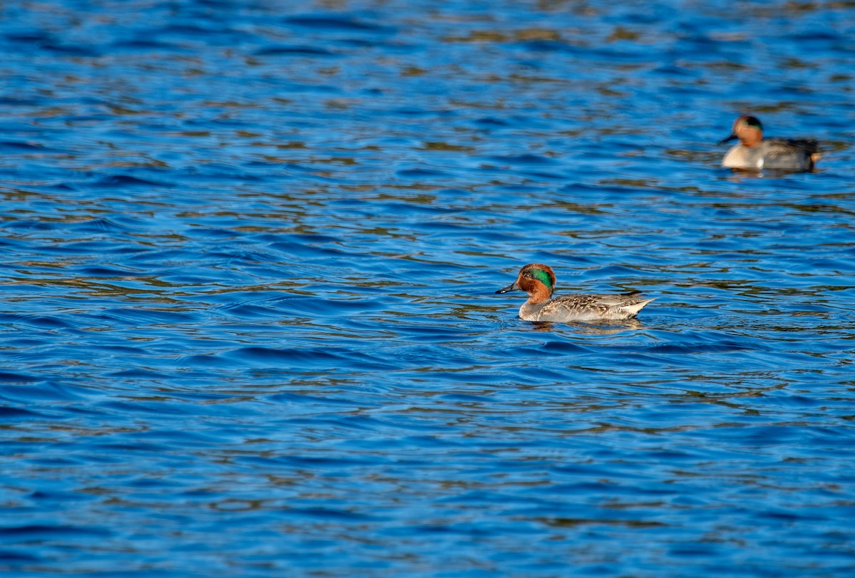 Ногоохон нугас - ML647443907